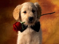 Puppy - Babies Pets and Animals Wallpaper (16771657) - Fanpop fanclubs