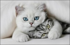 Sweet♥ - Babies Pets and Animals Photo (18830745) - Fanpop fanclubs