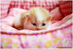 Lovely Kitty - Babies Pets and Animals Photo (17269471) - Fanpop fanclubs