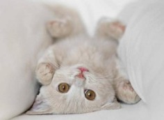 I love cats! - Babies Pets and Animals Photo (17236056) - Fanpop fanclubs