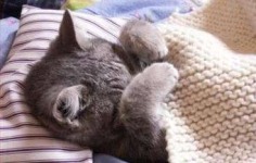 Sleepy - Babies Pets and Animals Photo (33114769) - Fanpop fanclubs