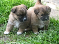 Sweet puppies - Babies Pets and Animals Photo (18830614) - Fanpop fanclubs