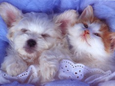 Babies - Babies Pets and Animals Wallpaper (21279528) - Fanpop fanclubs