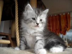 Cute Kitty - Babies Pets and Animals Photo (17268998) - Fanpop fanclubs