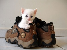 Cute - Babies Pets and Animals Photo (21279615) - Fanpop fanclubs