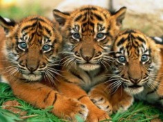 Babies - Babies Pets and Animals Wallpaper (21279285) - Fanpop fanclubs