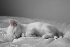 Cute Kitty - Babies Pets and Animals Photo (17269119) - Fanpop fanclubs