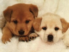 Cute♥ - Babies Pets and Animals Photo (18830687) - Fanpop fanclubs
