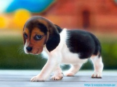 Puppy  - Babies Pets and Animals Wallpaper (16771635) - Fanpop fanclubs