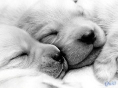 Cute - Babies Pets and Animals Photo (18930151) - Fanpop fanclubs