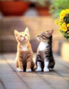 Adorable kitties :) - Babies Pets and Animals Photo (17246911) - Fanpop fanclubs