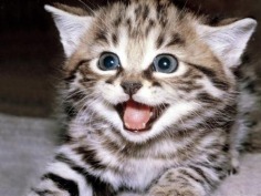 Cute  - Babies Pets and Animals Photo (18834487) - Fanpop fanclubs