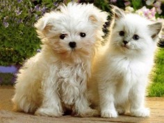 Love - Babies Pets and Animals Photo (30757216) - Fanpop fanclubs