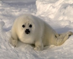Babies - Babies Pets and Animals Wallpaper (21279509) - Fanpop fanclubs