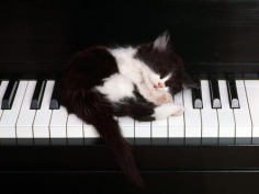 Cute Kitty - Babies Pets and Animals Wallpaper (17269057) - Fanpop fanclubs