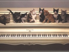 Adorable kitties :) - Babies Pets and Animals Photo (17246908) - Fanpop fanclubs