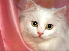 Cute Kitty - Babies Pets and Animals Photo (17268901) - Fanpop fanclubs
