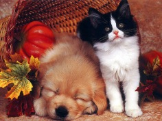 Babies - Babies Pets and Animals Wallpaper (21279506) - Fanpop fanclubs