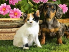 Love - Babies Pets and Animals Photo (30757218) - Fanpop fanclubs