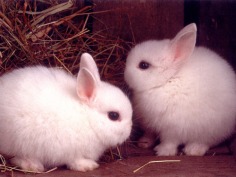 Babies - Babies Pets and Animals Wallpaper (21279516) - Fanpop fanclubs