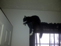 silly cat - Babies Pets and Animals Photo (35678726) - Fanpop fanclubs