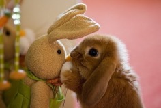 Happy Easter  - Babies Pets and Animals Photo (21353865) - Fanpop fanclubs
