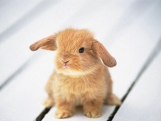 Baby bunny - Babies Pets and Animals Photo (16707141) - Fanpop fanclubs