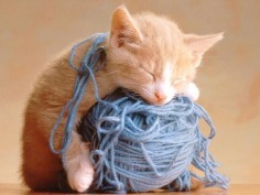 Cute Kitty - Babies Pets and Animals Photo (17268902) - Fanpop fanclubs