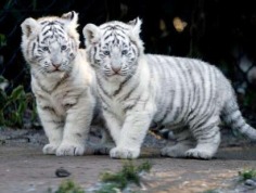 Baby tiger - Babies Pets and Animals Photo (16707073) - Fanpop fanclubs
