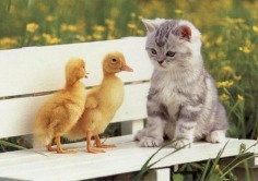 Cute baby - Babies Pets and Animals Photo (16713133) - Fanpop fanclubs