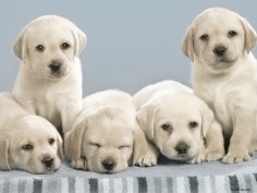 Babies - Babies Pets and Animals Wallpaper (21279496) - Fanpop fanclubs