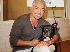 Dog Expert Cesar Millan: