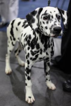 Dalmatian