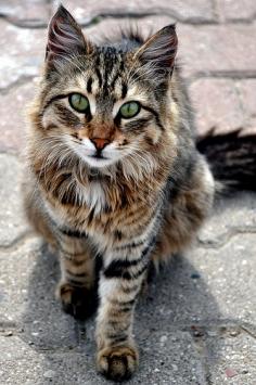Pretty cat