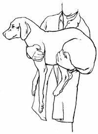 How to Give First Aid to Your Dog: Tips and Guidelines: Dog Care: Animal Planet
