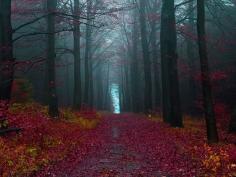 black forest, germany #travel I would so totally walk my future wife down this path!