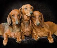 Dachshunds Beauties