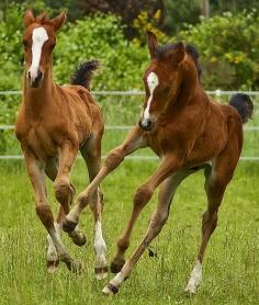 Playful horses on a farm. Baby animals are always cute, especially colts!