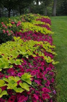 Sweet potato vines and purple petunias