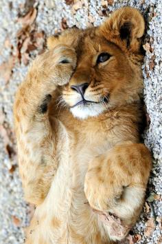 peek-a-boo!