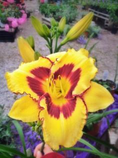 Daylily.