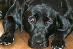 5 Home Remedies to Cure Kennel Cough - It's like the common cold for canines, but it's easy to combat.