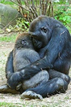 tender