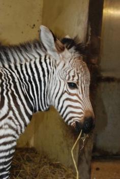 Zebra baby