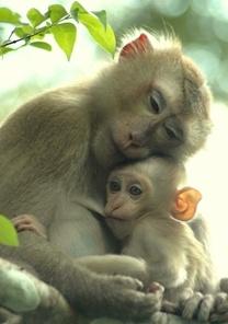 tenderness