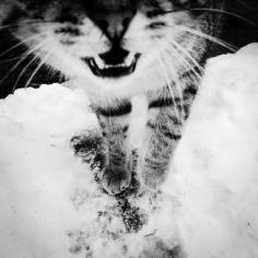 Artful and Disarming Photos of a Feral Cat Colony - Feature Shoot