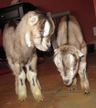 Nearly 100 starved farm animals are saved in Washington