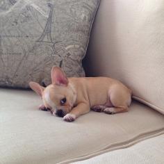 Chloe the mini frenchie...