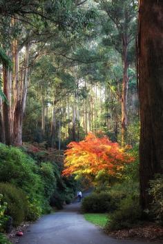 National Rhododendron Garden, Victoria, Australia