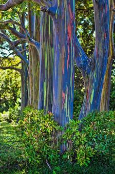 Rainbow Eucalyptus